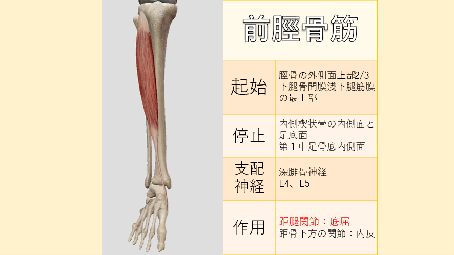 家族でできる関節可動域検査 ROM/練習～足関節「背屈・底屈」編～ - 脳 